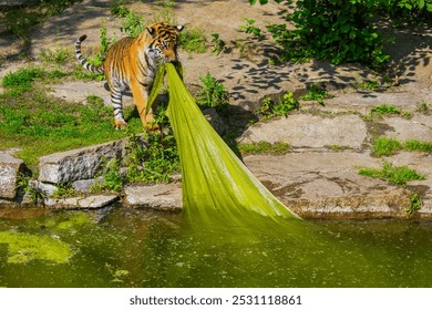 young cheerful tiger cubs frolic and play near the pond. bright sunny beautiful natural background - Powered by Shutterstock