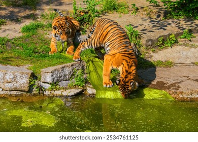 young cheerful tiger cubs frolic and play near the pond. bright sunny beautiful natural background - Powered by Shutterstock