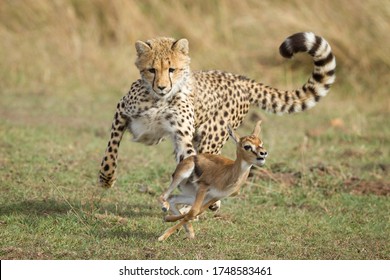 Young Cheetah Cub Chasing A Baby Thompson's Gazelle Learning To Hunt Masai Mara Kenya