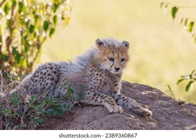 Young cheetah cub lying and resting in the shade on the savannah - Powered by Shutterstock