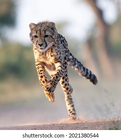 running cheetah hd