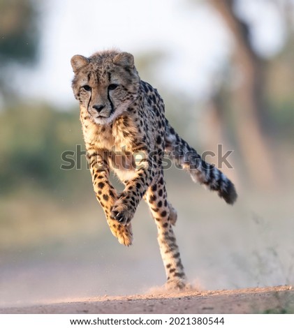 A young cheetah running. Taken in Kenya