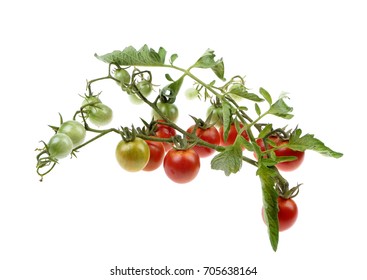 Young Cherry Tomato On The Bushes,  Isolated Over White