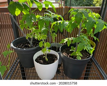 Young Cherry Tomatoes Balcony Plants In Flower Pots In Balcony Garden, Tomato Plants Growing In Flower Pots Outdoors Close Up