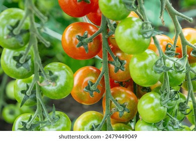 Young cherry tomatoes clustered on the vine, with some already ripening to a vibrant red hue. Perfect for anyone looking to capture the beauty of growing tomatoes at different stages! - Powered by Shutterstock