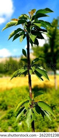 A young cherry tree sprouts vibrant green leaves, symbolizing new growth and spring’s renewal. Perfect for gardening, nature themes, and seasonal concepts.
Cherry from Hunza Valley.