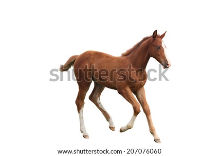 Young chestnut foal running free at the pasture