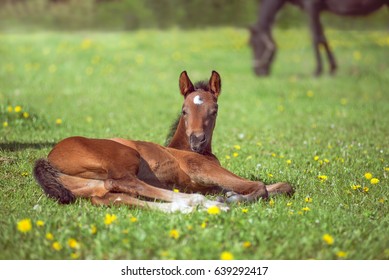 a young chestnut foal with a small white star is sleeping on the green field with yellow flowers