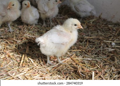 Young Chick (Bresse Gauloise)