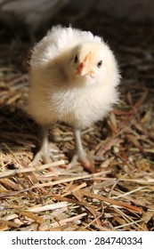 Young Chick (Bresse Gauloise)