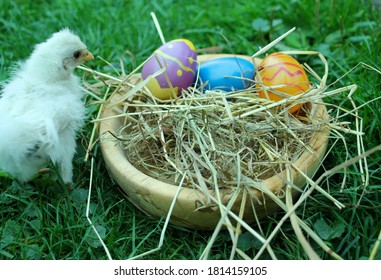 A young chick sits next to an Easter basket filled with colored eggs