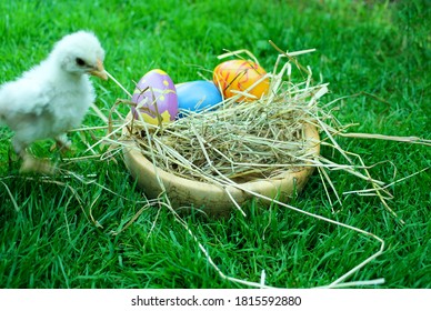 A young chick sits next to an Easter basket filled with colored eggs