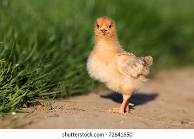 142,911 Young chicken Images, Stock Photos & Vectors | Shutterstock