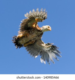 Young Chicken Flying in the Sky with Wings Spread
