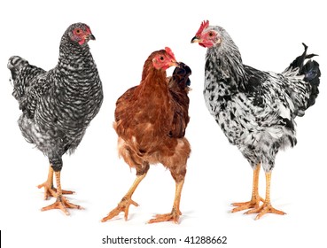 Young Chicken Hen Rooster Shot Studio Stock Photo 41288662 | Shutterstock