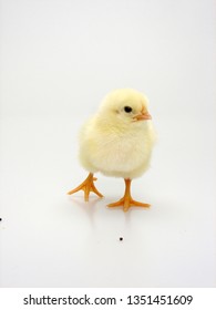 Young Chicken In Studio