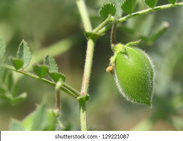 Young Chick-pea Pod In Chickpea Plant