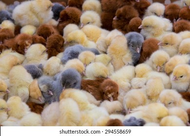 Live Chicken For Sale Images Stock Photos Vectors Shutterstock