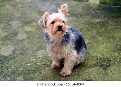 Yorkie Chihuahua Hd Stock Images Shutterstock