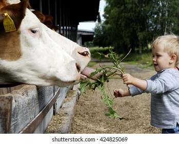 Young Child Baby Blond Boy Feeding Cow With Grass In Cowshed