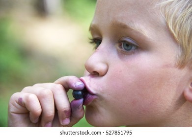 Young Child Blond Boy Eating Blueberries In A Summer Forest