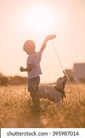 Young Child Boy Training Golden Retriever Puppy Dog In Meadow On Sunny Day