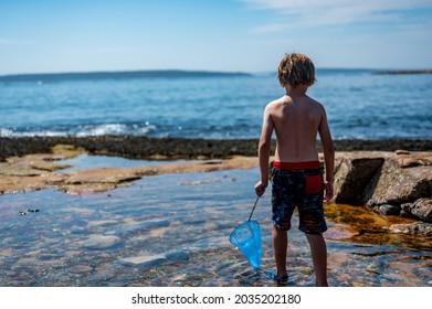 Young child with a net catching a crab in a tidal pool at Acadia National Park in Maine - Powered by Shutterstock