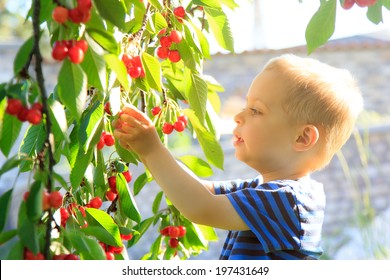 21,123 Child picking fruit Images, Stock Photos & Vectors | Shutterstock