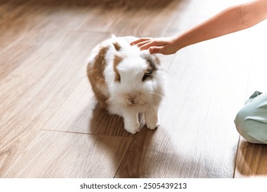 A young child reaches out to pet a fluffy rabbit on a sunlit wooden floor, enjoying a playful moment indoors. - Powered by Shutterstock