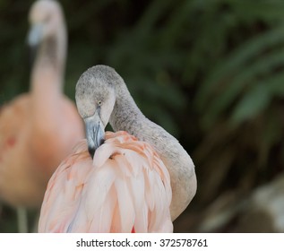 Young Chilean Flamingo Chick Preening Itself