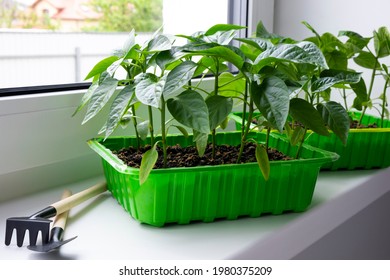 Young Chili Pepper Seedlings In Green Container On Window Sill With Garde Equipment. Growing Vegetables Bell Pepper Sprouts From Seeds At Home. Home Organic Farming.