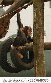 Young chimp hanging with one arm