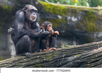 Young Chimp Hangs On Sit Beside Chimp's Zoo Taipei In Taiwan