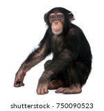 Young Chimpanzee, Simia troglodytes, 5 years old, sitting in front of white background