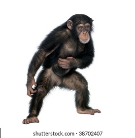 monkey standing images stock