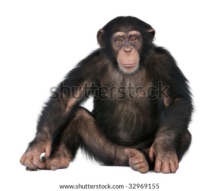 Young Chimpanzee - Simia troglodytes (5 years old) in front of a white background