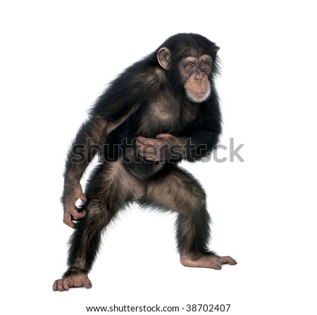 Young chimpanzee, Simia Troglodytes, 5 years old, standing in front of white background, studio shot