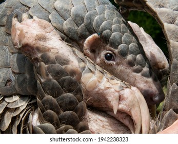 Young Chinese Pangolin Which Strayed Into My Garden