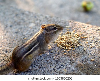 Young Chipmunk In The Morning       