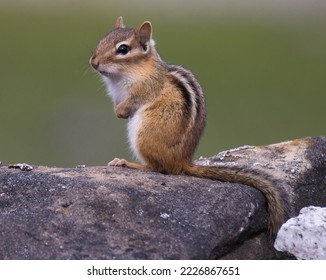 A Young Chipmunk Sitting on a Rock