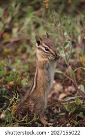 A Young Chipmunk Smells And Eats Small Flowers