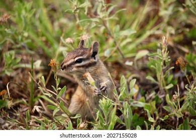 A Young Chipmunk Smells And Eats Small Flowers