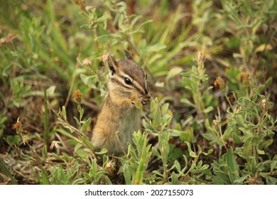 A Young Chipmunk Smells And Eats Small Flowers