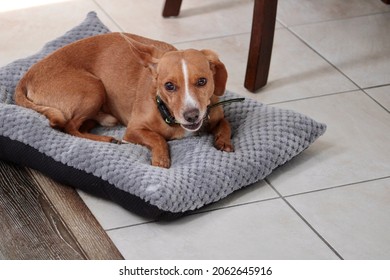 A Young Chiweenie, A Mix Of Chihuahua And Dachshund Dog Breeds, Laying On A Grey Bed Inside A Suburban Home. The Adorable Puppy Is Eating A Dental Bone And Is Breaking Apart The Treat.