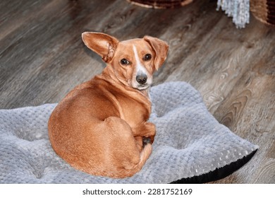 A young Chiweenie, a mix of Chihuahua and Dachshund dog breeds, laying on a grey bed inside a suburban home. The adorable puppy is resting, but alert with one ear standing up. - Shutterstock ID 2281752169
