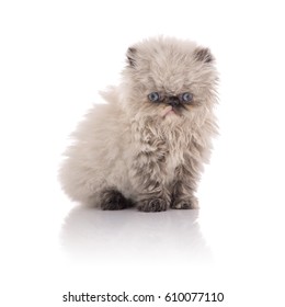 Himalayan Kitten Images Stock Photos Vectors Shutterstock