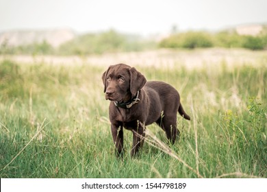 Young Chocolate Lab Puppy 