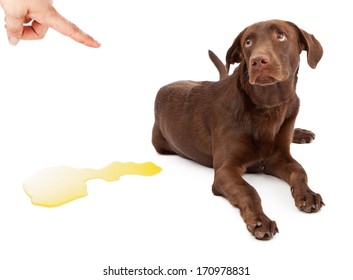 A young chocolate Labrador Retriever puppy laying down against a white background with a guilty look on his face as he is being scolded for urinating on the floor