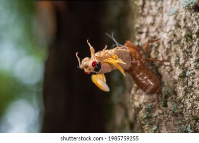 Young Cicada Nymph Emerging From Shell