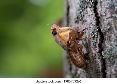 Young Cicada Nymph Emerging From Shell